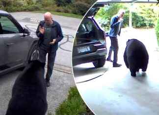 Canadian Man’s Close Call: Scaring Off an Intruding Bear news-24092024-173102