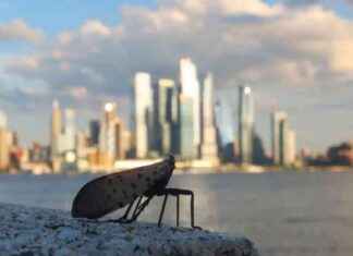 Spotted Lanternflies Invade New York: Early Detection and Prevention Tips news-24092024-173628