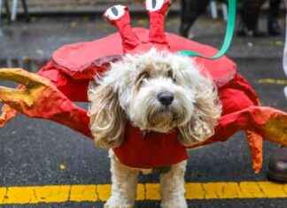 Free Things to Do in NYC in October: 14 Must-See Attractions news-28092024-162152