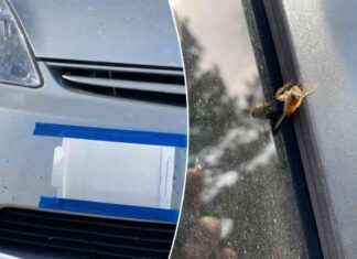 Reduce Bee Deaths by Being Mindful of Your Driving: How Many Bees Are Killed by Cars and Why news-08112024-042023