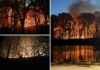 Firefighters Combat Blaze in Brooklyn’s Prospect Park in NYC’s Effort to Control Wildfires news-09112024-043108