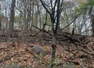 NYC Bans Park Grilling After Prospect Park Wildfire Amid Dry Spell news-11112024-150025