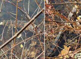Mysterious Discovery: Live Alligator Spotted in Suburban NY Waterway news-18112024-004726
