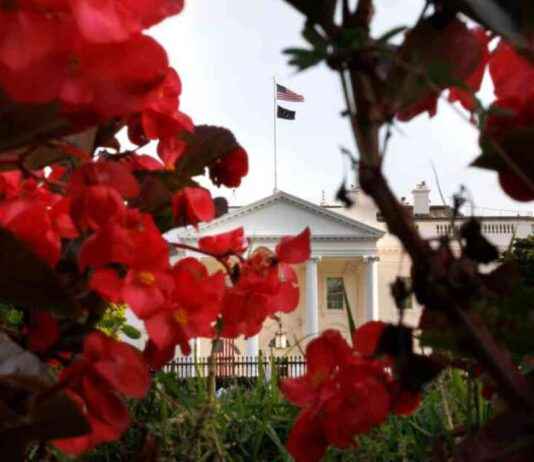 Navigating Trump Team’s Transparency Pledges Amid Transition Deal Rejection news-29112024-052542