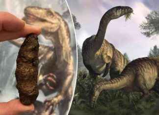 Unearthing the Value of Fossilized Dinosaur Waste in Scientific Research news-02122024-154121