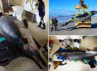 Uncovering the Mystery of the World’s Rarest Whale: A Dissection Insight uncovering-the-mystery-of-the-worlds-rarest-whale-a-dissection-nsight