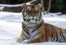 con-edison-bronx-zoo-project-protecting-animals-and-planet