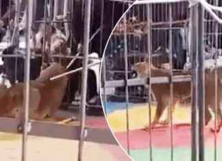 Man attacked by lion through cage bars man-attacked-by-lion-through-cage-bars