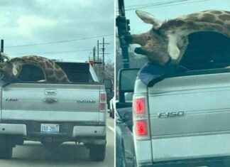 Giraffe in Pickup Truck Raises Concern Among Michigan Drivers giraffe-in-pickup-truck-raises-concern-among-michigan-drivers