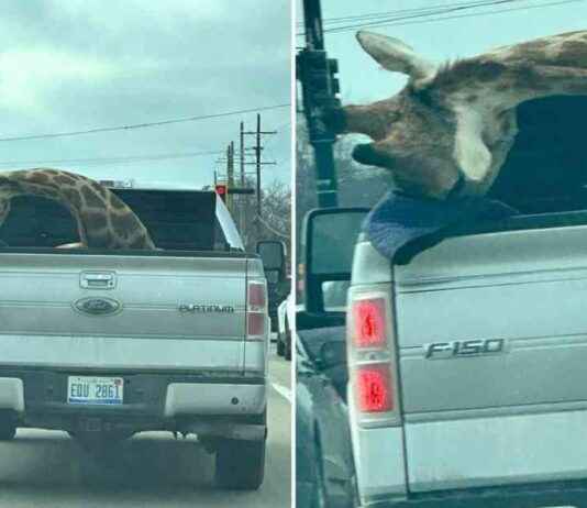 Giraffe in Pickup Truck Raises Concern Among Michigan Drivers giraffe-in-pickup-truck-raises-concern-among-michigan-drivers
