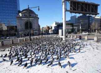 Man Arrested for Capturing Pigeons in NYC Park man-arrested-for-capturing-pigeons-in-nyc-park